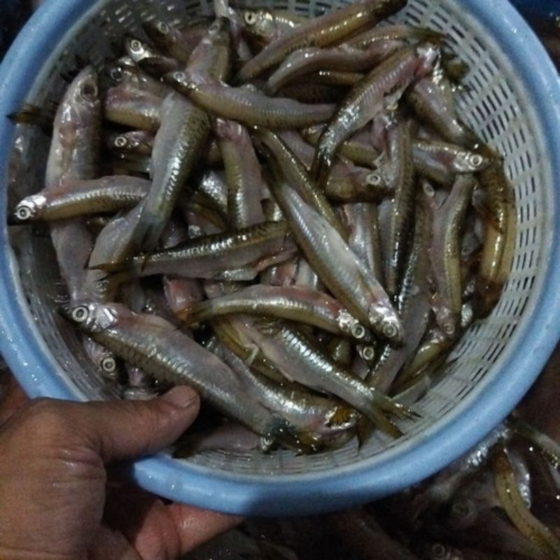 

Ikan Seluang Segar