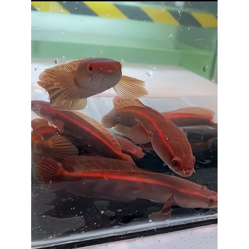 RED LEMPUYANG (KUALITAS SUPER RED)