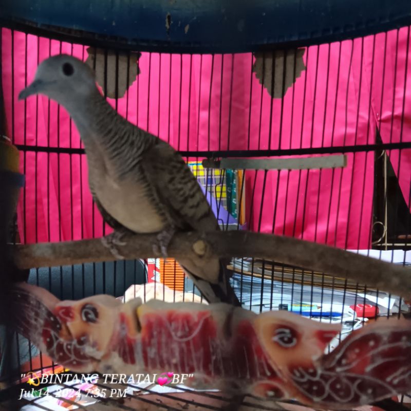 Burung perkutut bangkok jantan/ betina