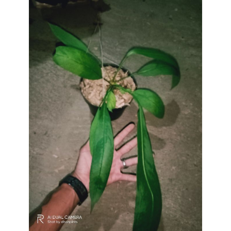 anthurium vitarivolium anthurium dasi