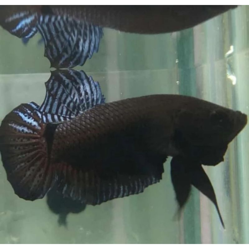 Cupang Aduan Fighter Import Thailand Original Rawatan Siap Tempur VIP