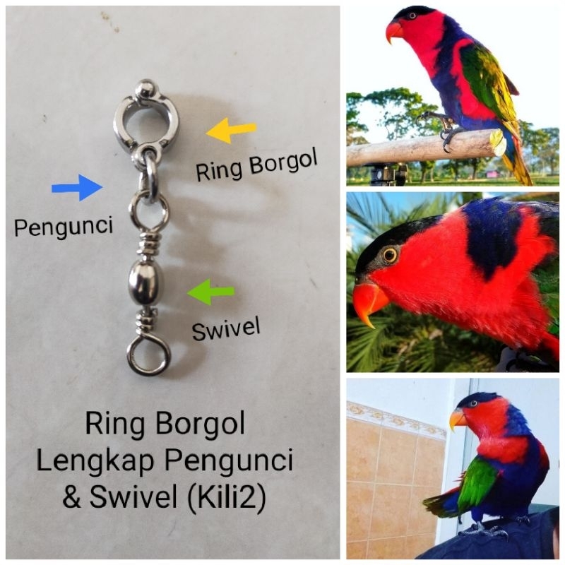Ring Borgol Burung Nuri Kepala Hitam