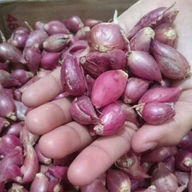 

BAWANG MERAH KECIL 1KG