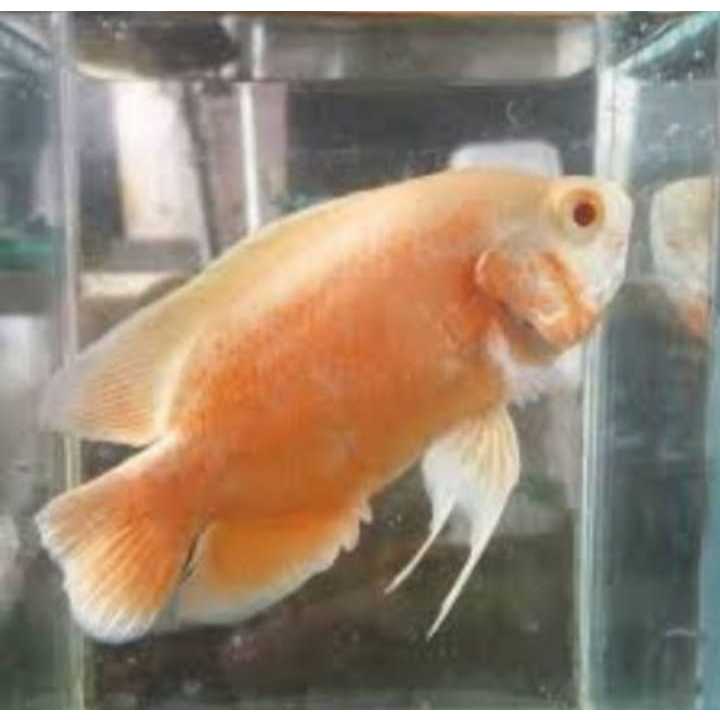 Hiasan Aquarium oscar paris albino
