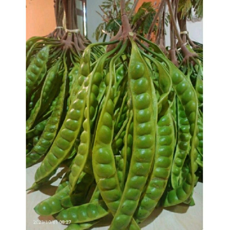 

promo pete murah banget segar dan terlaris, harga per ikat (10 papan). bakol sayur lumajang.