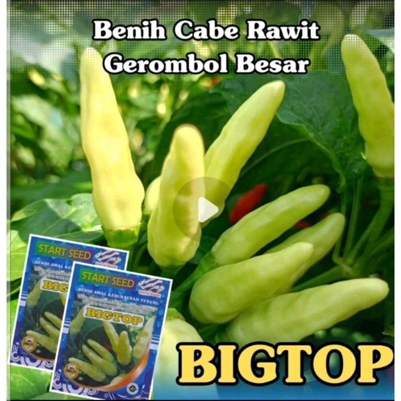 Benih Unggul Cabe Rawit Gerombol Besar BIGTOP Kualitas Unggul