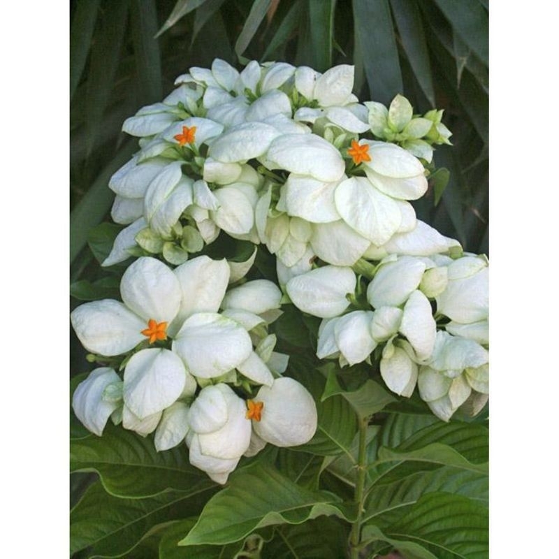 Tanaman hias bunga putih Nusa indah pohon nusa indah putih