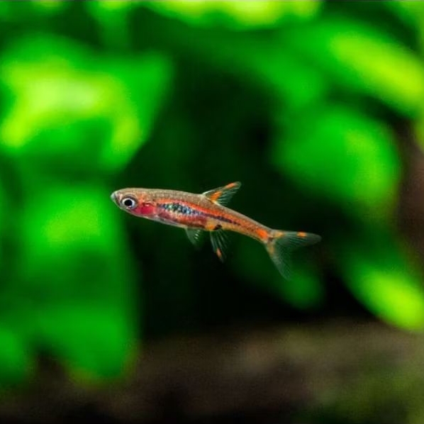 Brigittae Rasbora