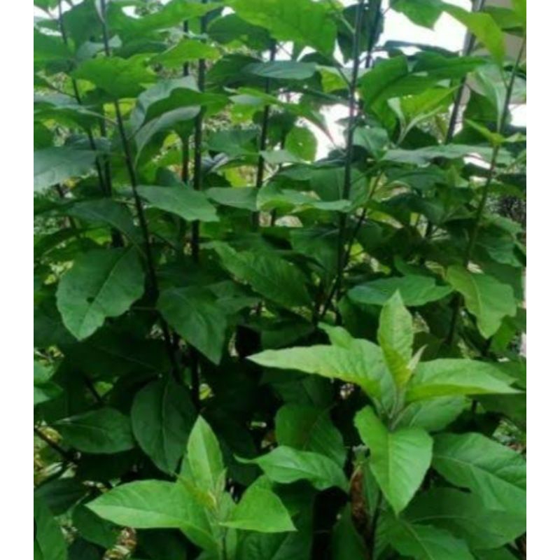 

HERBAL DAUN AFRIKA(SAMBUNG NYAWA) 100 GRAM