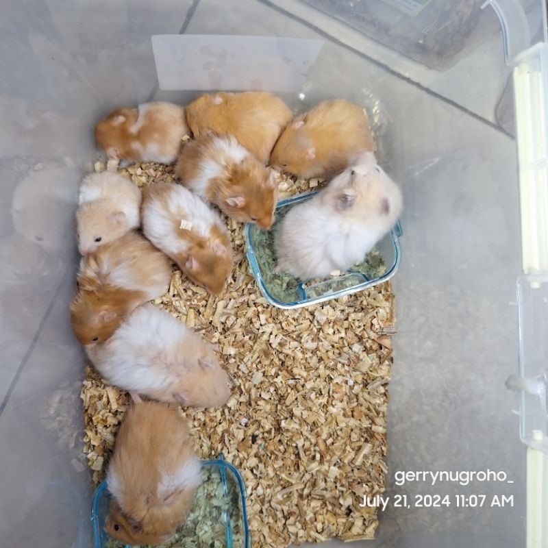 Hamster jinak lucu dan sehat