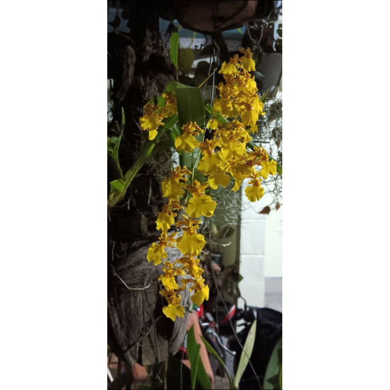 Anggrek oncidium golden shower