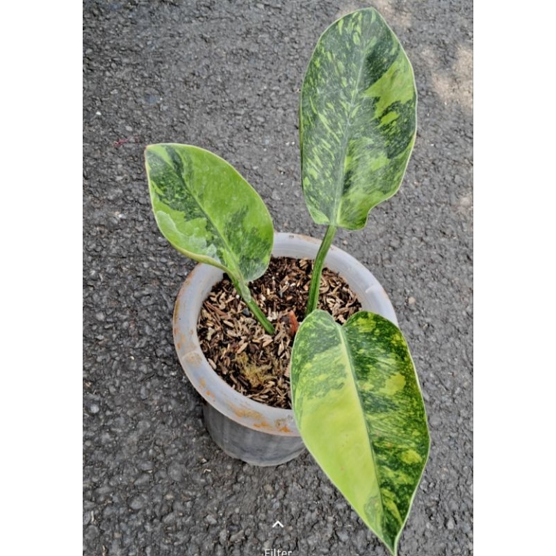 phillo green congo var marble