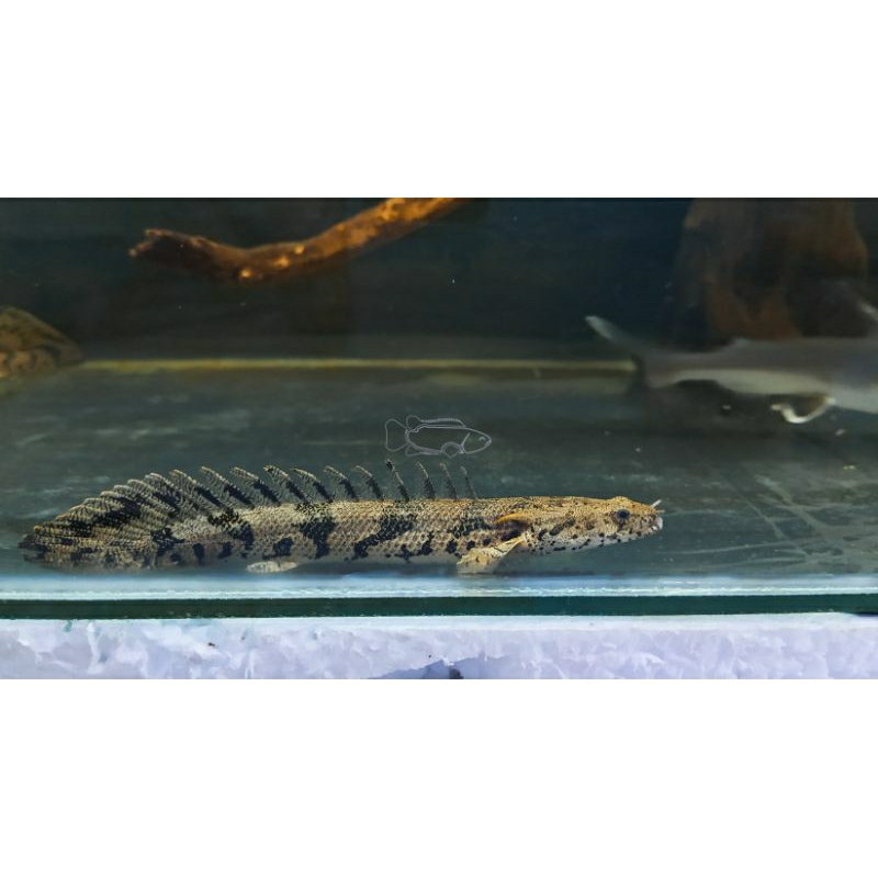 Palmas Endlicheri Spotbelly (Polypterus endlicheri) marking oke
