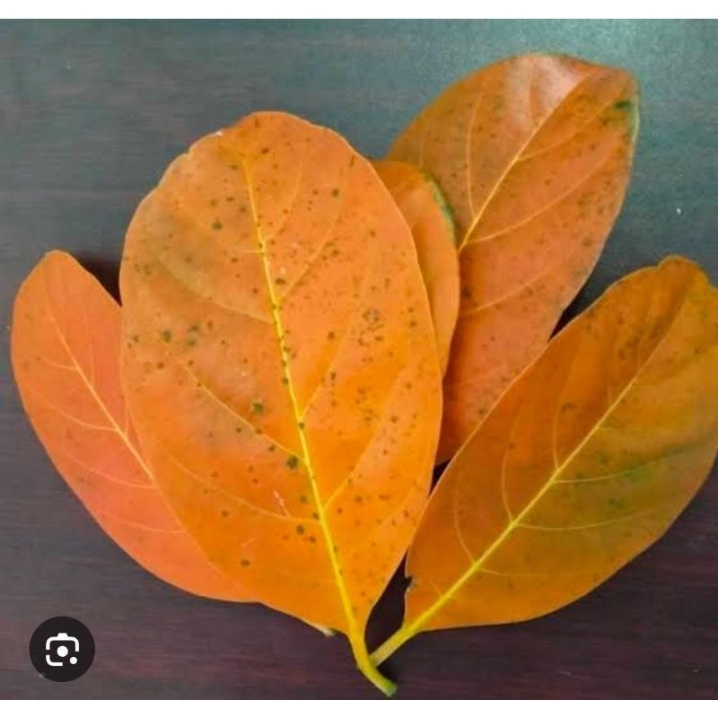 

Daun Nangka Kering Premium 500 Gram Bersih Obat Herbal Termurah