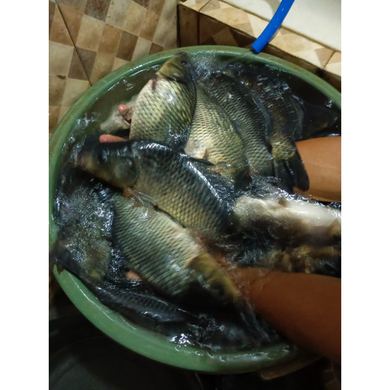 

Ikan Mas Segar 1kg Ikan segar