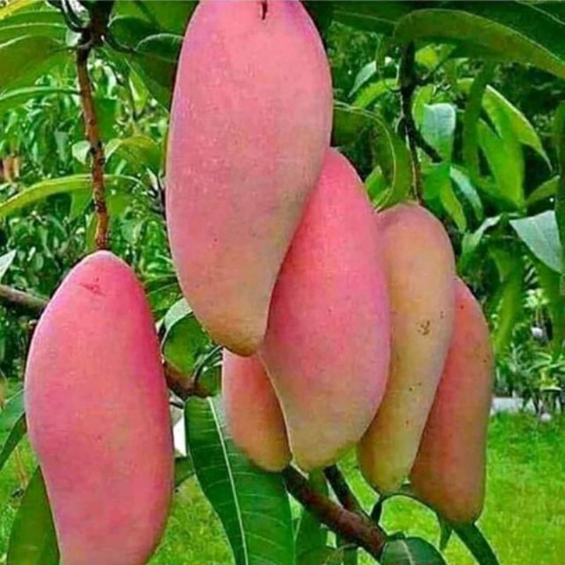 

BIBIT MANGGA RED EMPEROR ASLI ORI 100%