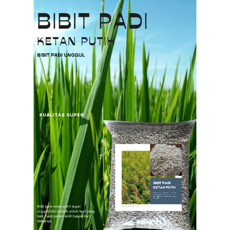 BIBIT PADI KETAN PUTIH UNGGUL PER 500grm