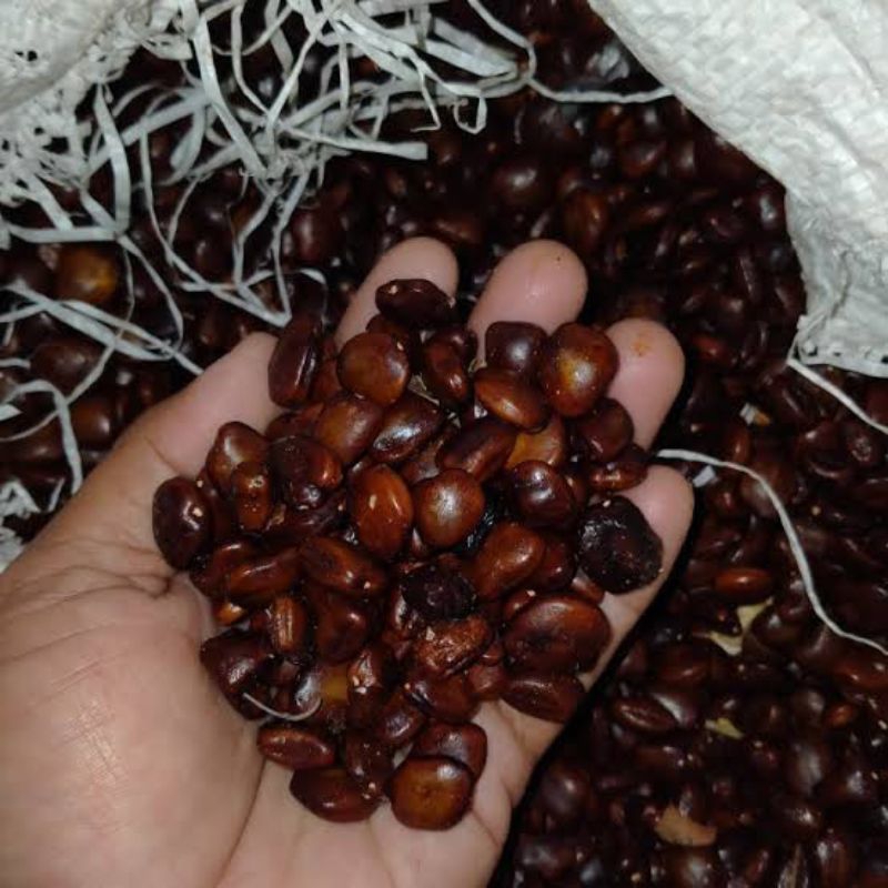 

Biji Asam Jawa 1kg