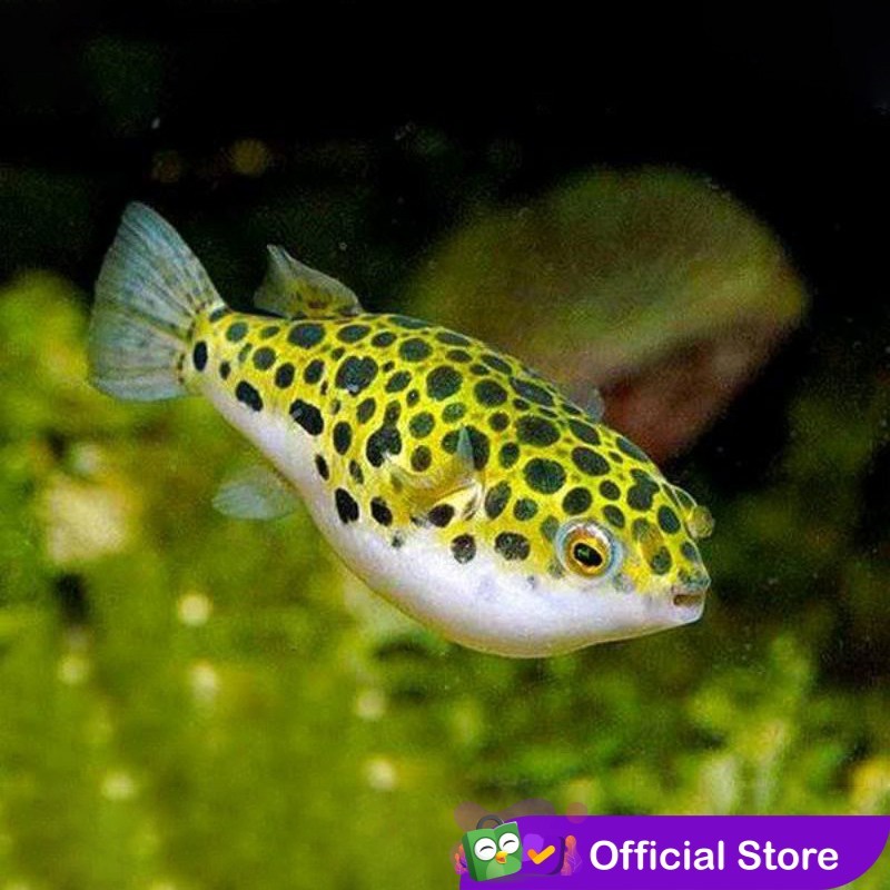 IKAN HIAS AIR TAWAR - BUNTAL /PUFFER GREEN SPOTTED (±5cm)