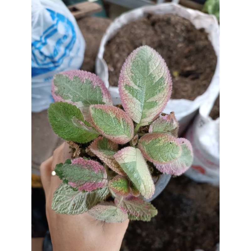 Episcia Picasso