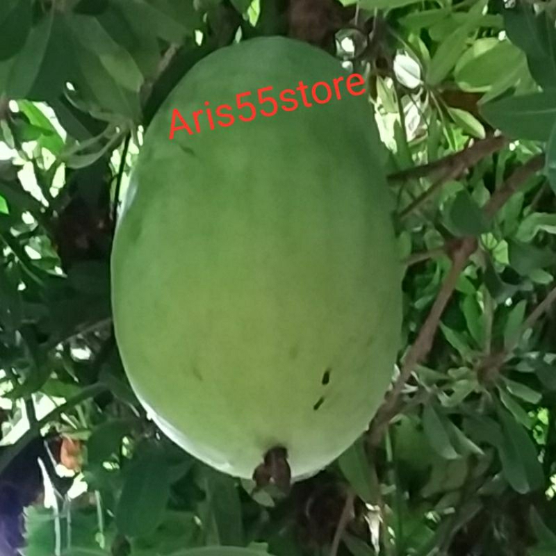 

Buah Bligo / Buah Kundur Fresh Ukuran Besar