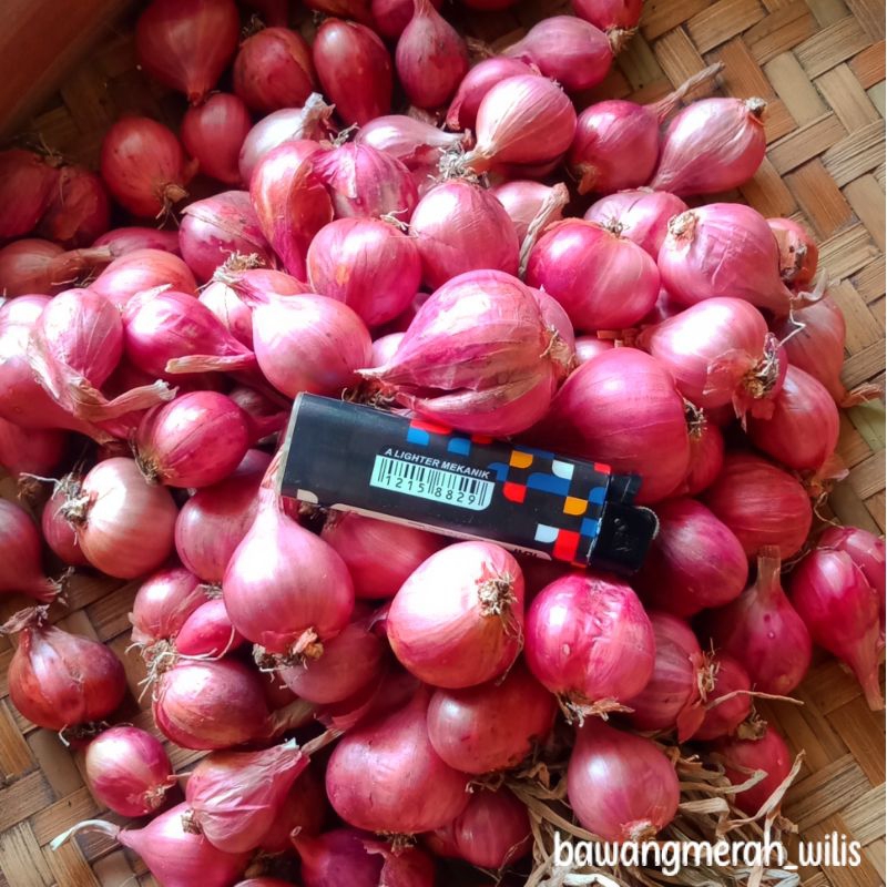 

Bawang Merah Nganjuk Besar (500 Gram)