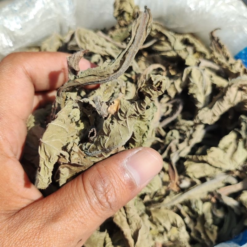 

Tapak Liman Traditional Herb - Daun Tapak Liman Kering Sehat