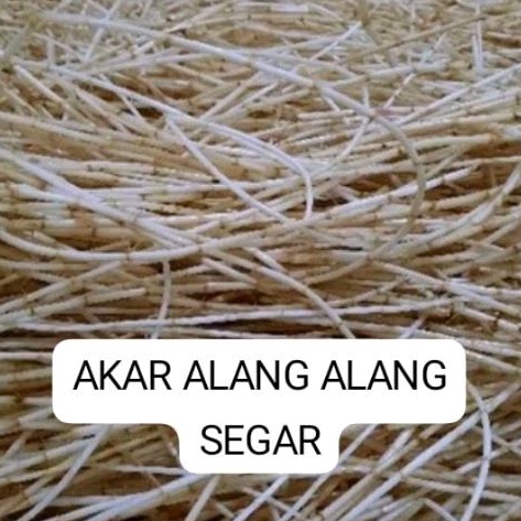 

AKAR ALANG ALANG SEGAR 400 GR OBAT HERBAL Alami