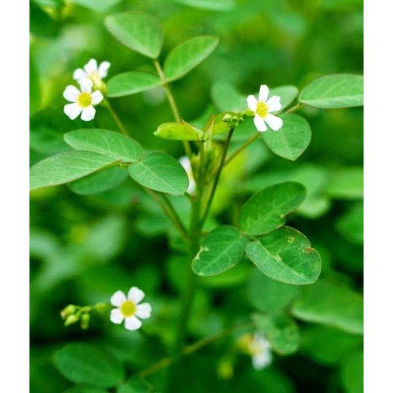 

Daun belimbing tanah atau daun calincing segar 500 gram