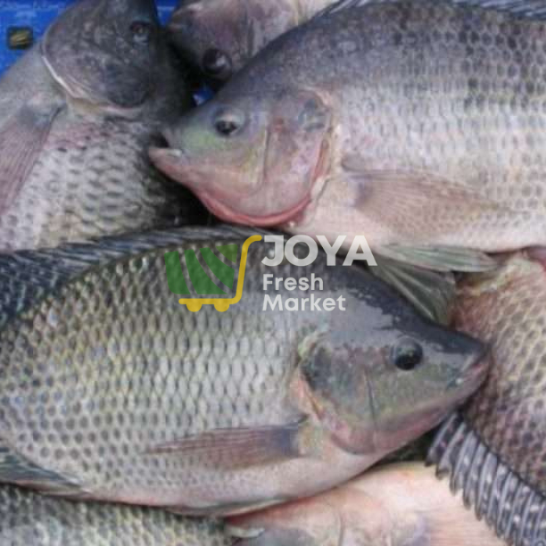 

Joya Fresh - Ikan Nila Segar/Ikan Nila Hidup Berat Per Ekor 0,8-1 kg