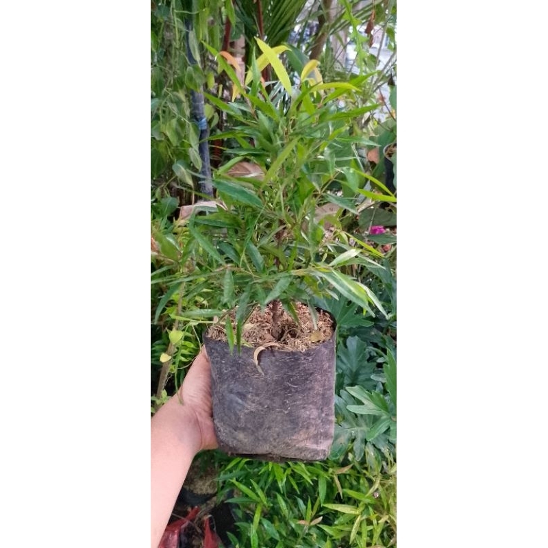 bunga pucuk merah kecil 25cm/30cm