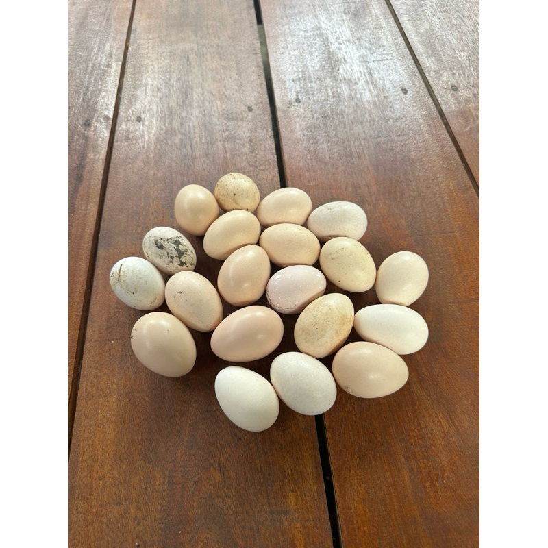 

Telurayamkampungasli