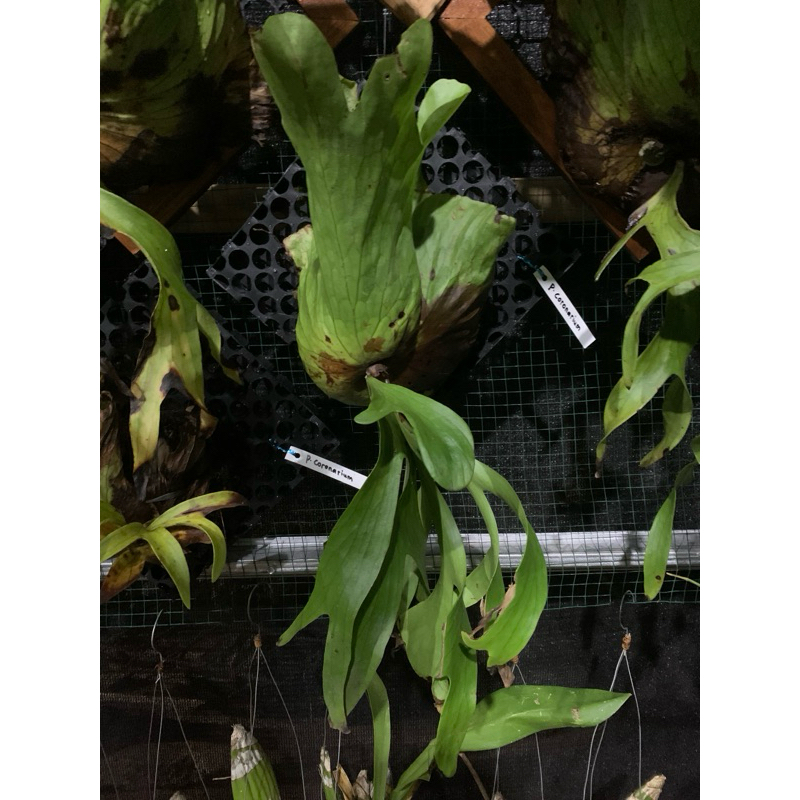 platycerum_coronarium