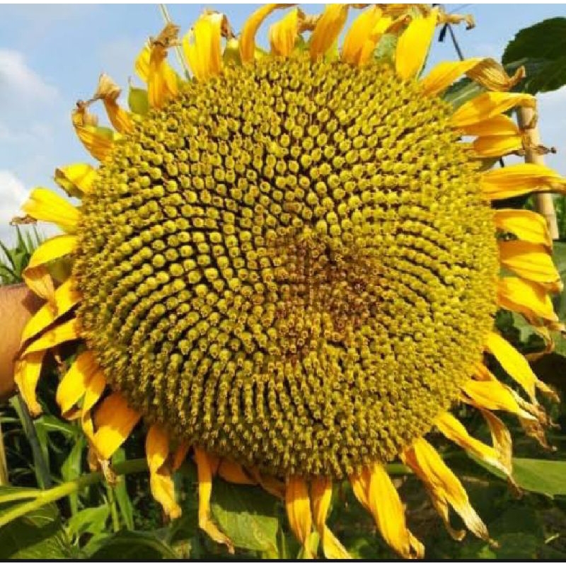 3 Biji Benih Bunga Matahari Jumbo
