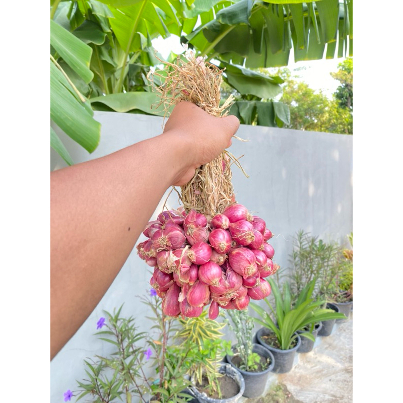 

Bawang Merah Askip (Daun) 1kg