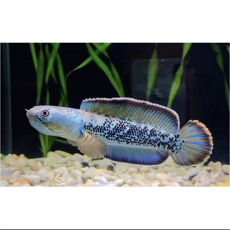 baby stewarti 3-4 cm corak bagus