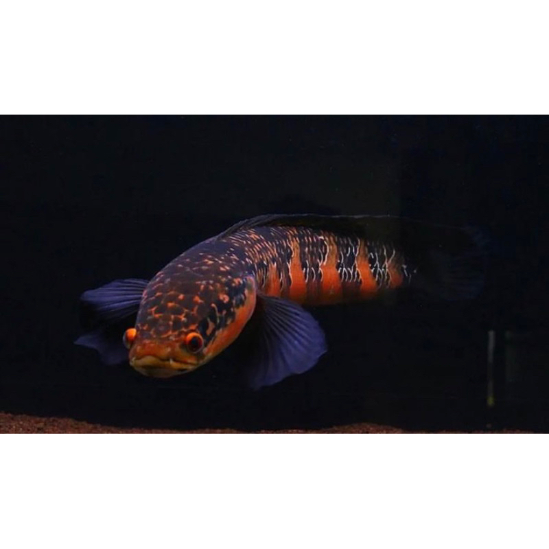 red barito baby 3-4 cm bahan simet