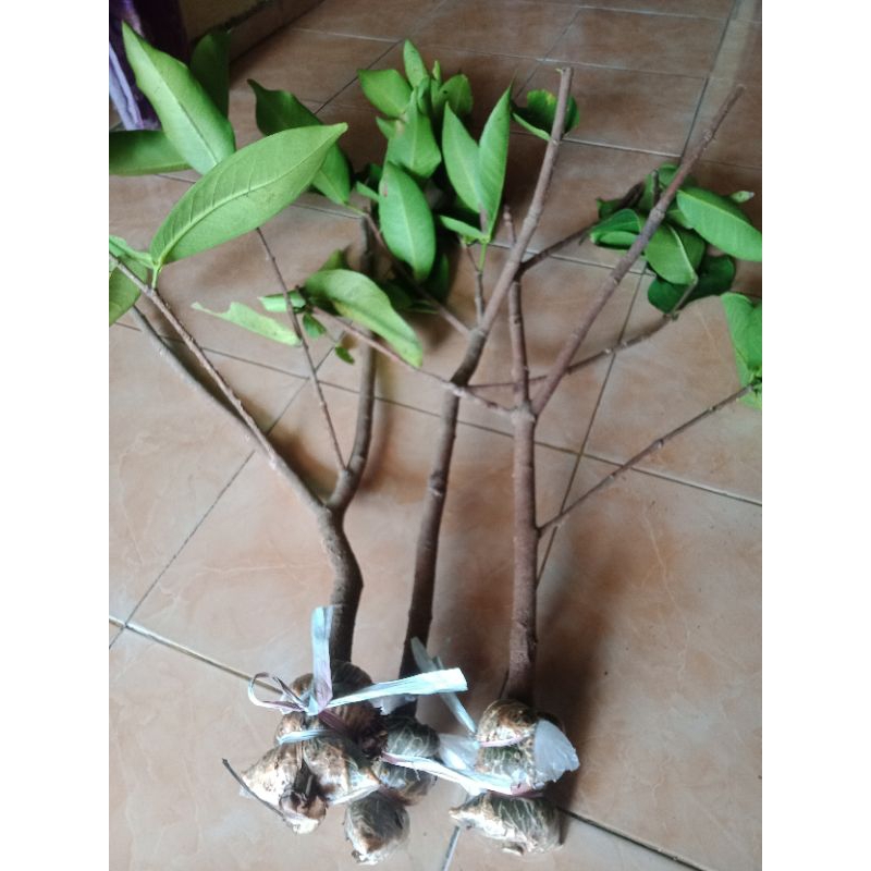 Bibit cangkok jambu air madu deli dan citra