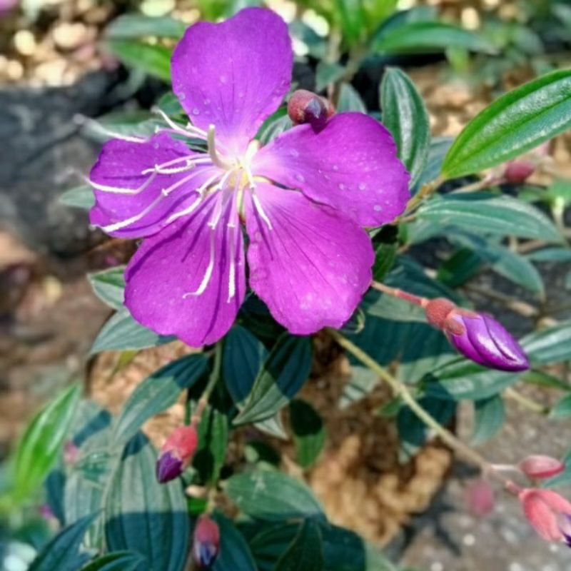 Tanaman Hias Bunga Senggani Taibo Cina