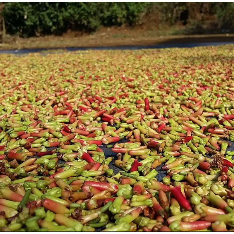 

Cengkeh basah asli dari Pegunungan 100% asli 1kg