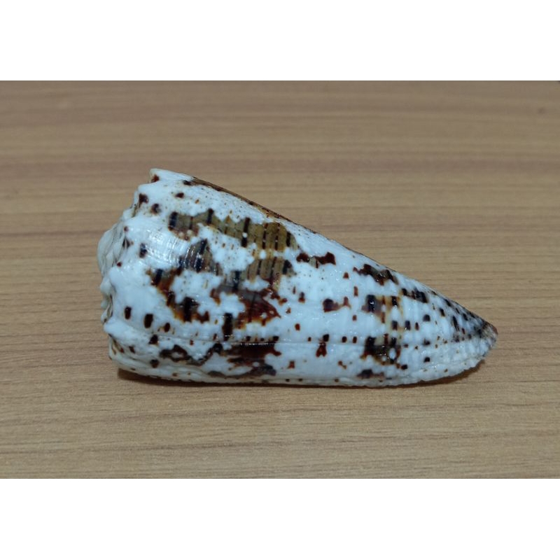 cangkang kerang conus imperialis