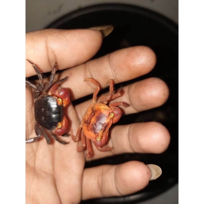 

kepiting darat hias aplle crab