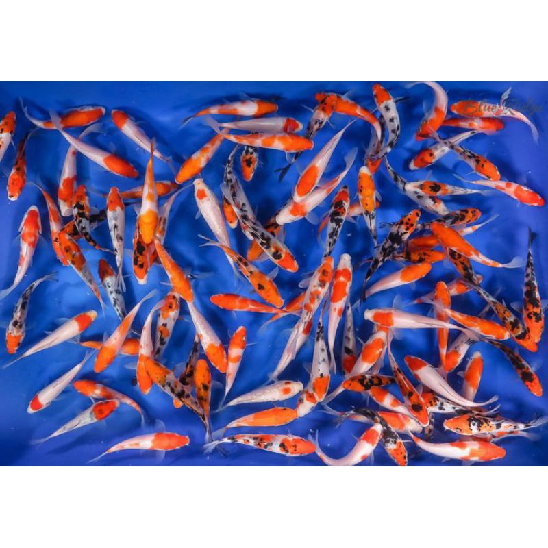 

PAKET 6 EKOR KOI MIX BERKUALITAS