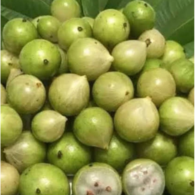 anggur pohon putih white jaboticaba cangkok