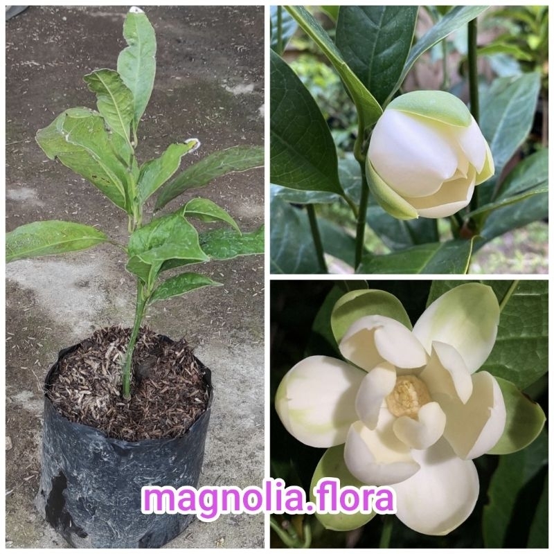 Magnolia coco / cempaka cempoko gondok telur telor putih / bibit tanaman hias bunga harum wangi