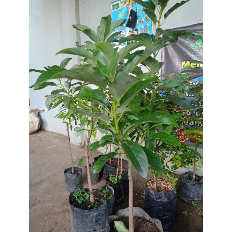 Bibit alpukat miki indukan sudah pernah berbunga