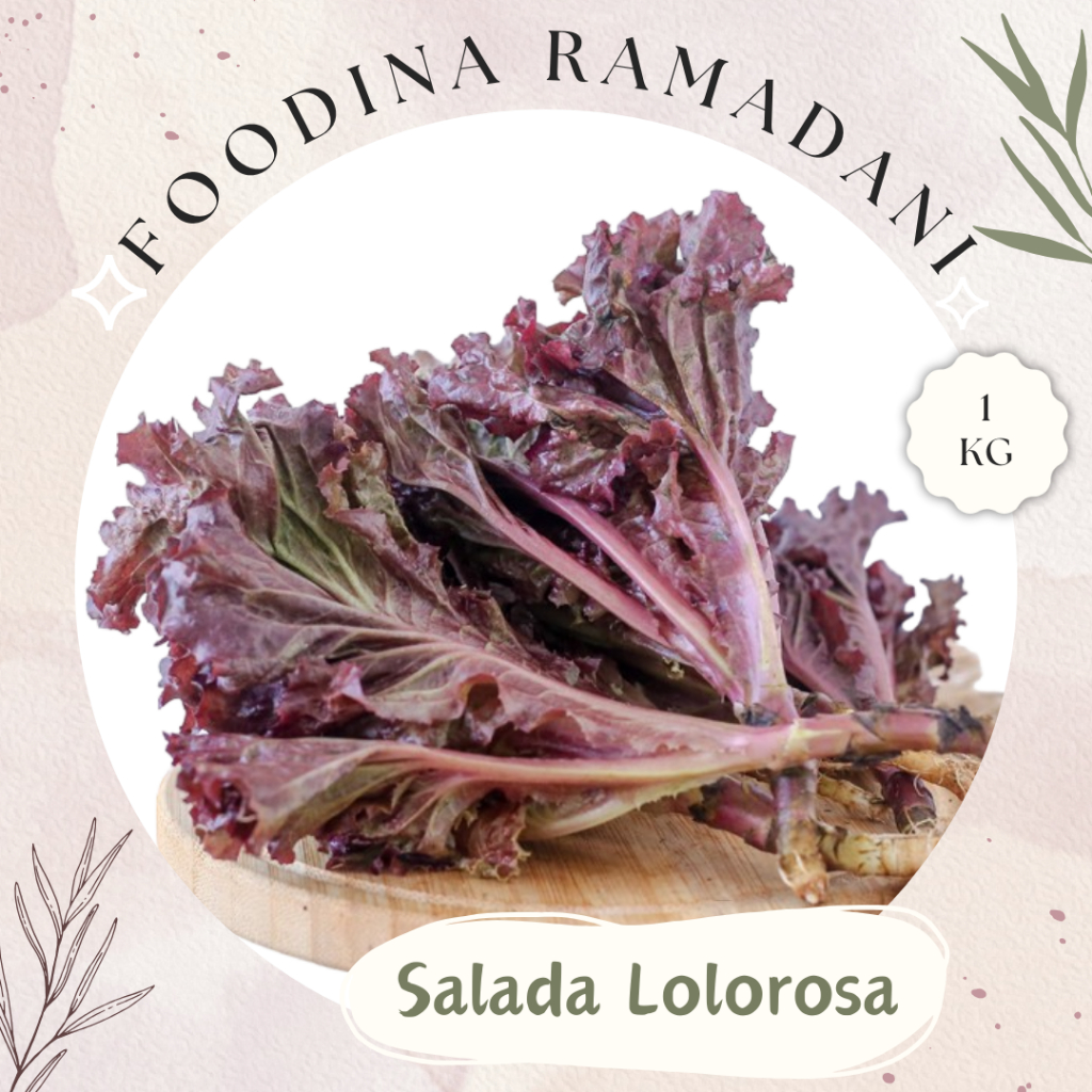 

SALADA Keriting Merah - Lolorosa Curly Lettuce Fresh [ Berat 1.000gr ] Harga Per KG