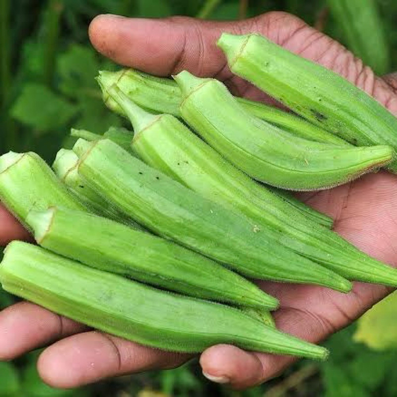 

Sayur Okra Hijau Segar Murah 1 Kg