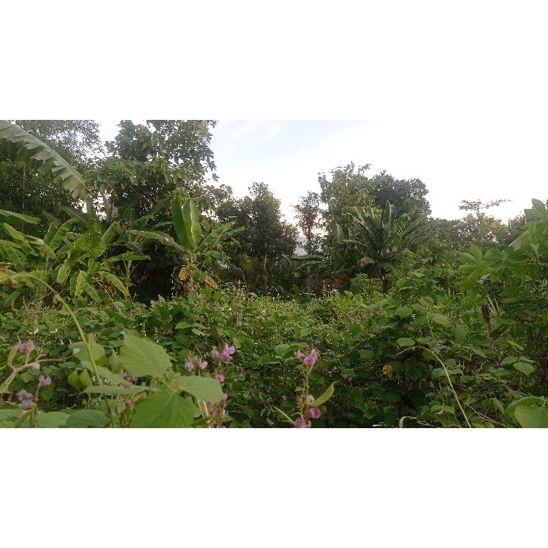 

benih biji koro putih