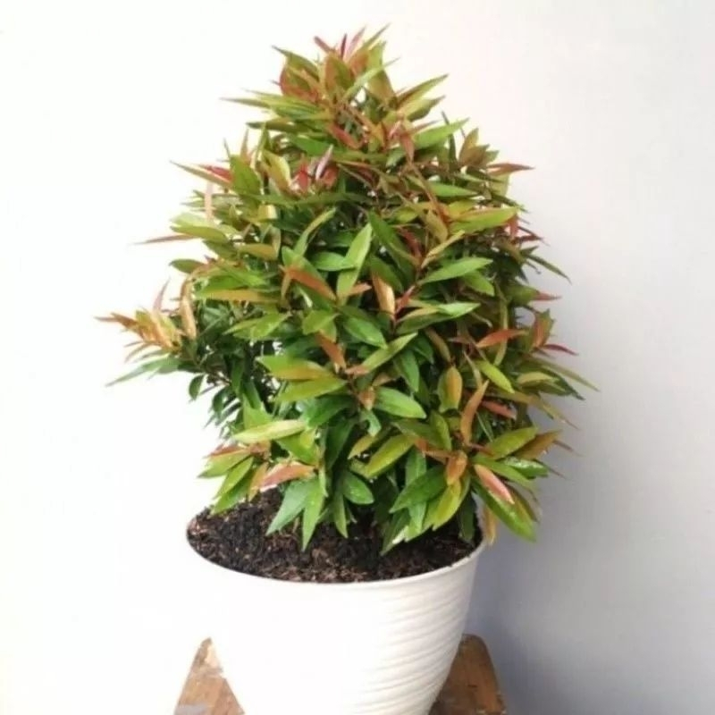 ( TERMURAH) Tanaman Hias Pucuk Merah // Pohon Pucuk Merah // Tanaman Hias Hidup Pucuk Merah